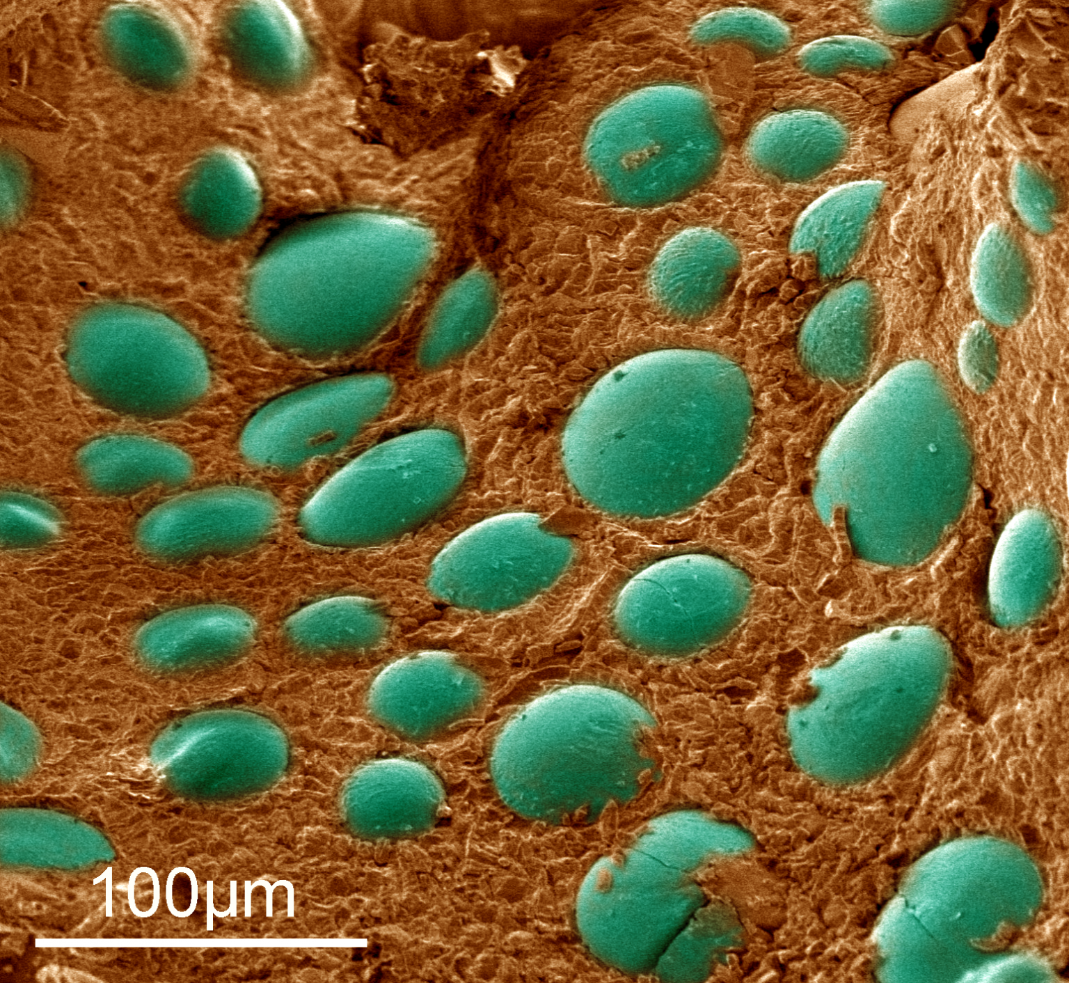 FALSE COLOURED SCANNING ELECTRON MICROGRAPH OF PFAS DROPLETS (GREEN) ADSORBED BY THE POLYMER SPONGE (BROWN)