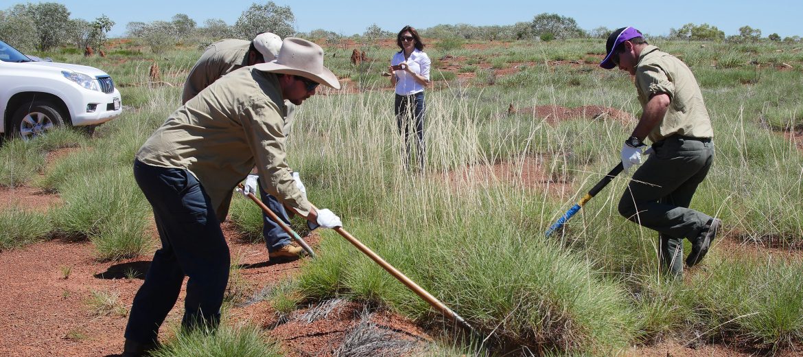 DUGALUNJI ABORIGINAL CORPORATION EMPLOYEES HARVEST SPINIFEX GRASS, CAMOOWEAL, QLD