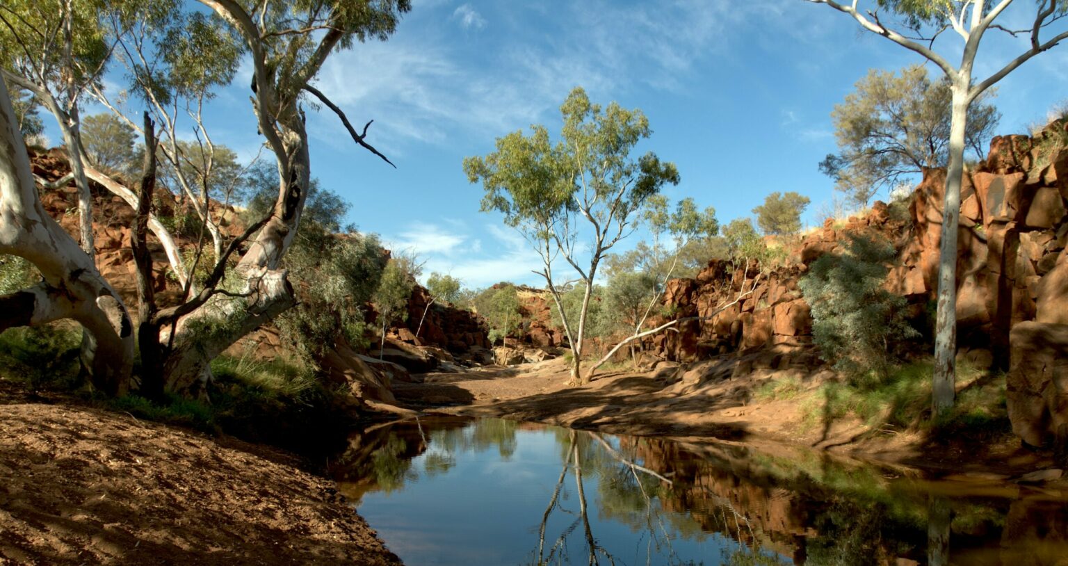 Australian outback scene of gum trees along a creekbed