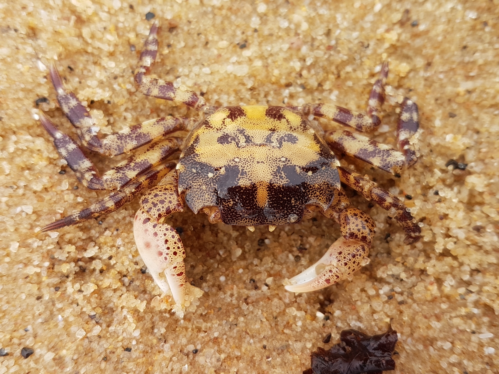 Asian Shore Crab (Hemigrapsus sanguineus) Photo Credit djurliv CC BY NC