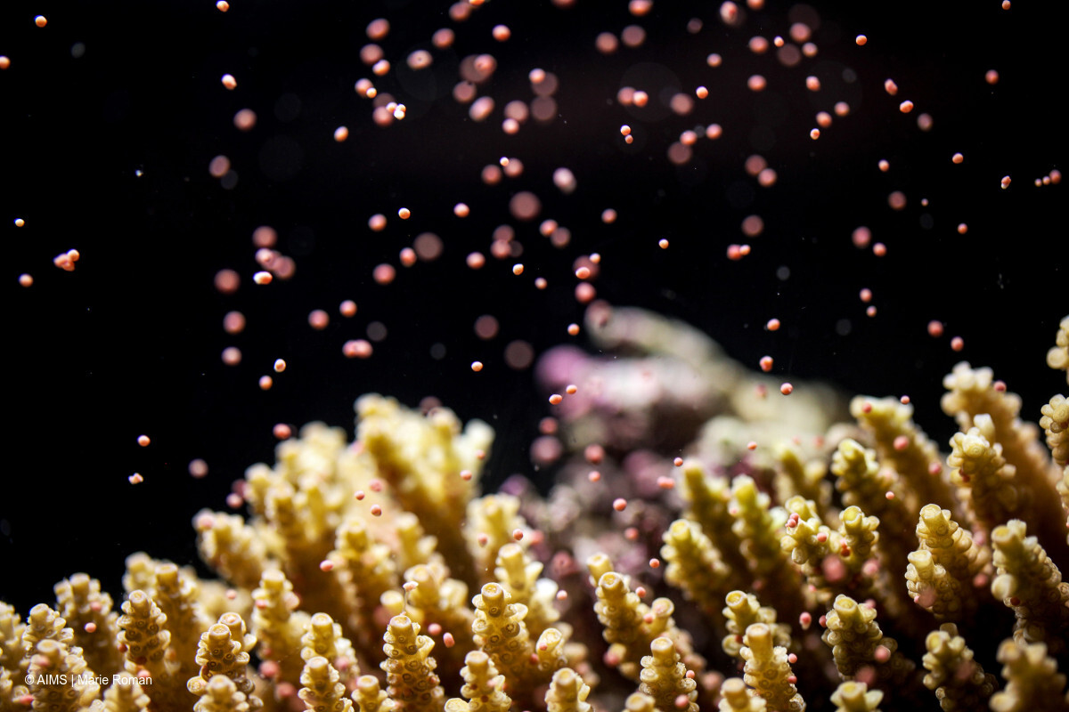 Coral Spawning 2015