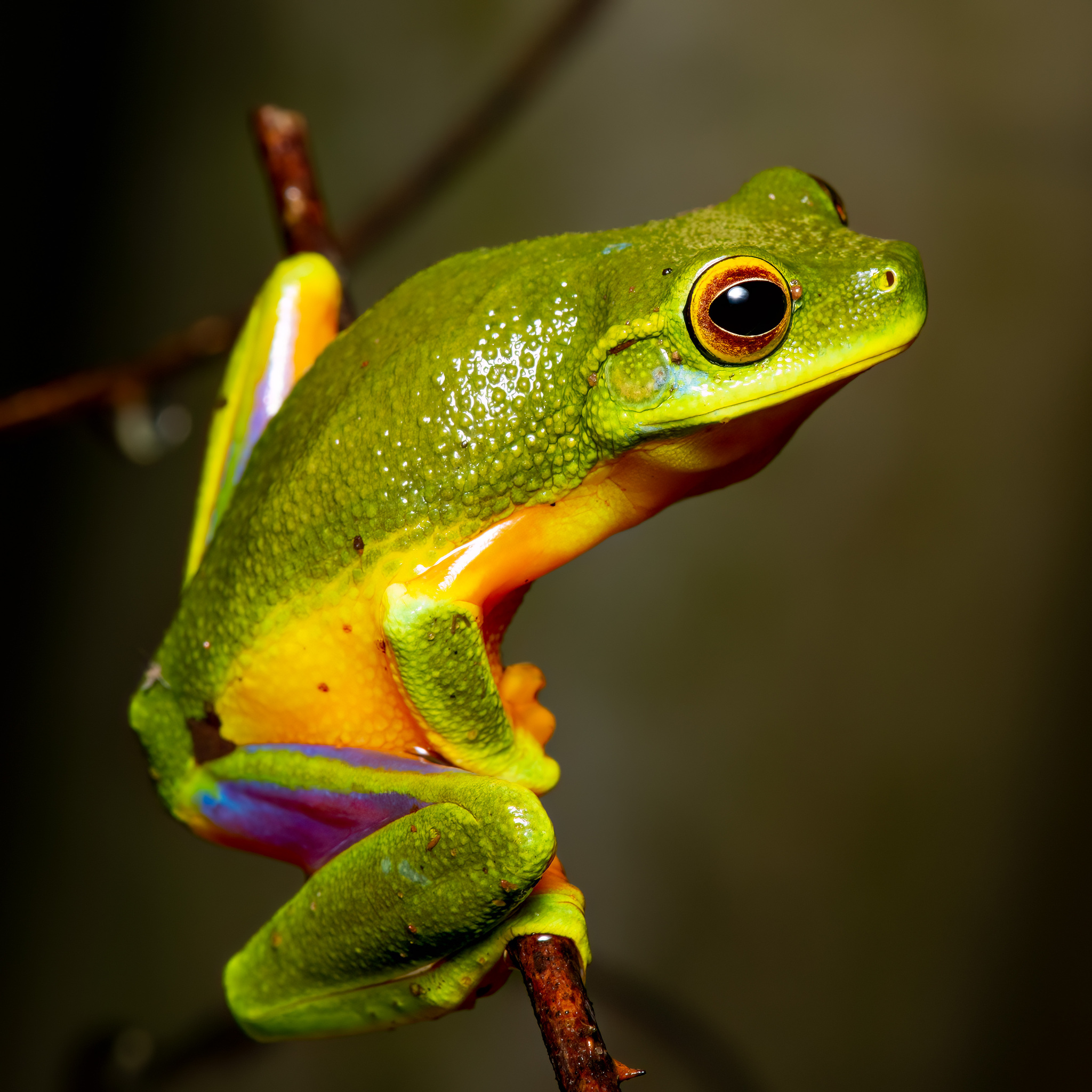 A green treefrog on a branch. The frog has a yellow/orange belly and a dark eye.
