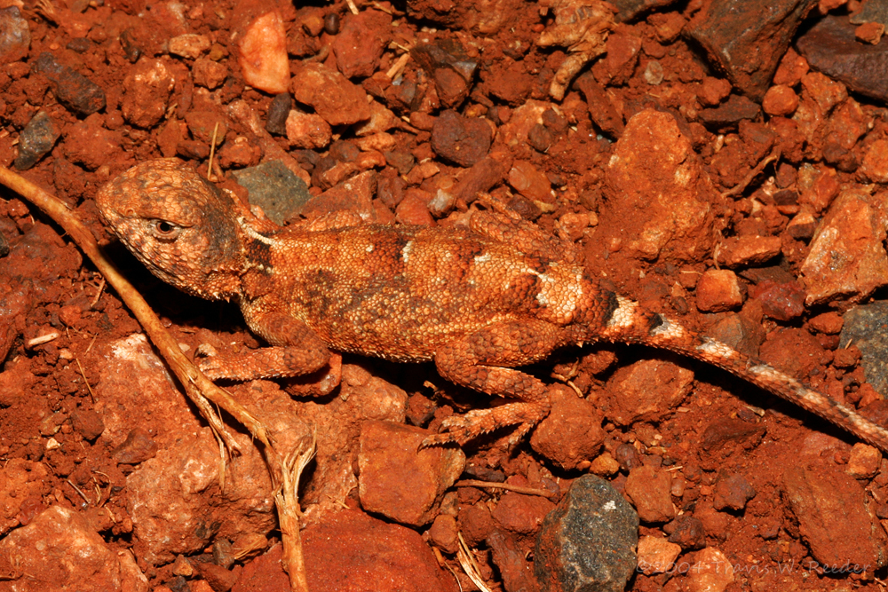 A small red lizard with blotches.